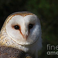 Barn Owl