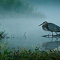 Blue Heron Morning