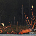 Egret and Osprey Sunrise