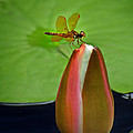 Lily Pond Amberwing