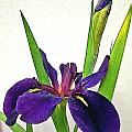 Louisiana Iris
