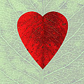 Nature's Heart