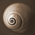 Nautilus in Sepia