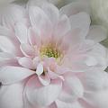 Pink Mum