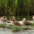 Shore Bird Siesta