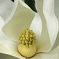 Soft Magnolia Grandiflora