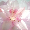 Spring Azalea Glow